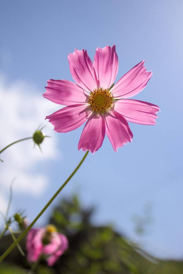 波斯菊花如何种植_https://www.86362.com_花卉_第2张