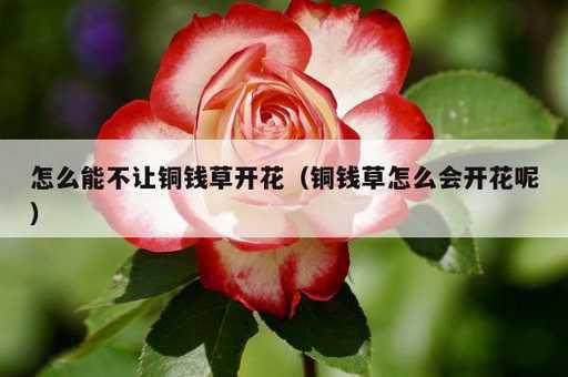 怎么能不让铜钱草开花？铜钱草怎么会开花呢_https://www.86362.com_资讯_第1张