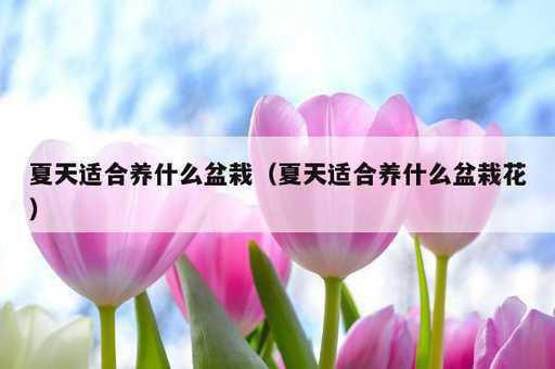 夏天适合养什么盆栽？夏天适合养什么盆栽花_https://www.86362.com_资讯_第1张