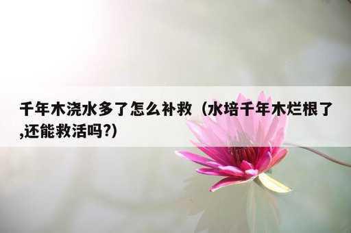 千年木浇水多了怎么补救？水培千年木烂根了,还能救活吗?