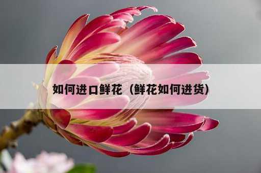 如何进口鲜花？鲜花如何进货