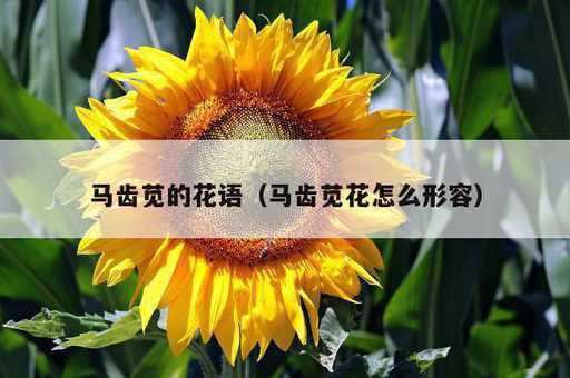 马齿苋的花语？马齿苋花怎么形容_https://www.86362.com_资讯_第1张