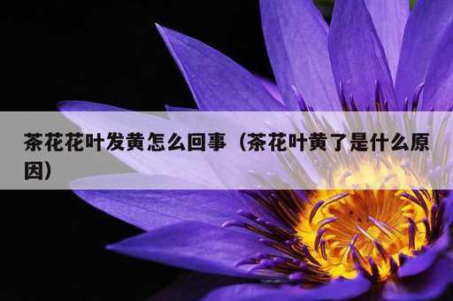 茶花花叶发黄怎么回事？茶花叶黄了是什么原因