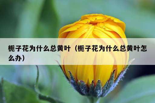 栀子花为什么总黄叶？栀子花为什么总黄叶怎么办_https://www.86362.com_资讯_第1张