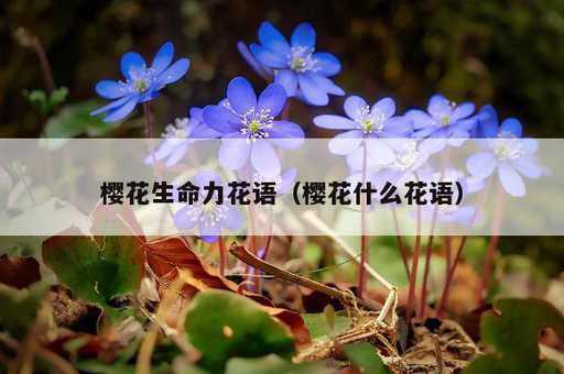 樱花生命力花语？樱花什么花语