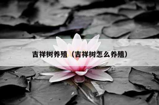 吉祥树养殖？吉祥树怎么养殖_https://www.86362.com_资讯_第1张