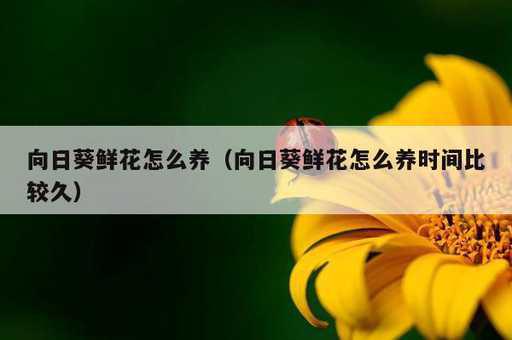 向日葵鲜花怎么养？向日葵鲜花怎么养时间比较久_https://www.86362.com_资讯_第1张