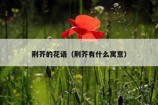 荆芥的花语？荆芥有什么寓意_https://www.86362.com_资讯_第1张