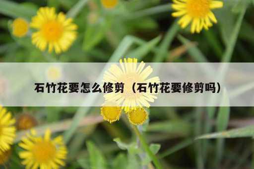 石竹花要怎么修剪？石竹花要修剪吗_https://www.86362.com_资讯_第1张