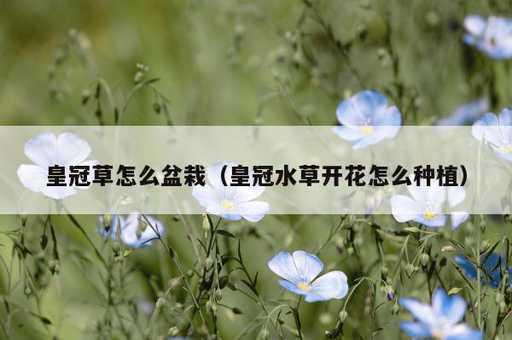 皇冠草怎么盆栽？皇冠水草开花怎么种植