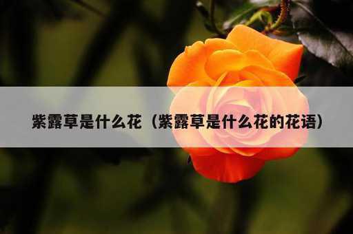 紫露草是什么花？紫露草是什么花的花语