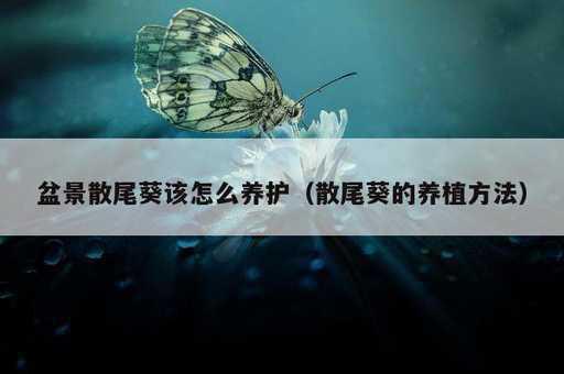 盆景散尾葵该怎么养护？散尾葵的养植方法