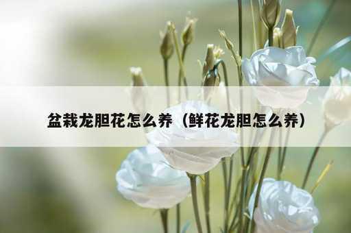 盆栽龙胆花怎么养？鲜花龙胆怎么养