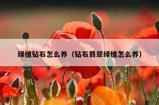 绿植钻石怎么养？钻石翡翠绿植怎么养