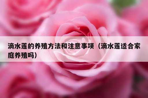 滴水莲的养殖方法和注意事项？滴水莲适合家庭养殖吗_https://www.86362.com_资讯_第1张