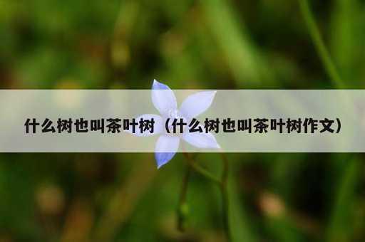 什么树也叫茶叶树？什么树也叫茶叶树作文_https://www.86362.com_资讯_第1张