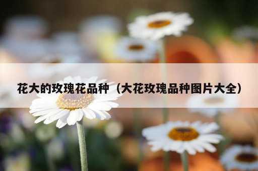 花大的玫瑰花品种？大花玫瑰品种图片大全_https://www.86362.com_资讯_第1张