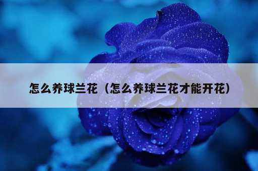 怎么养球兰花？怎么养球兰花才能开花