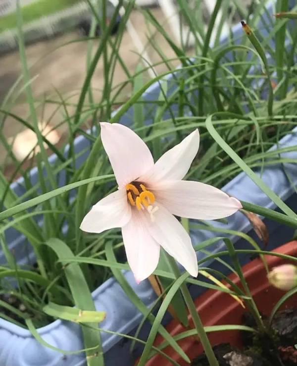 风雨兰怎么种植_https://www.86362.com_花卉_第4张