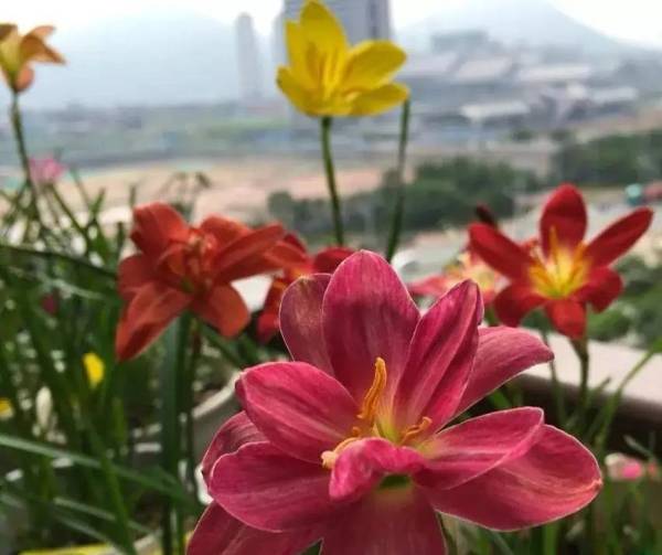 风雨兰怎么种植_https://www.86362.com_花卉_第12张