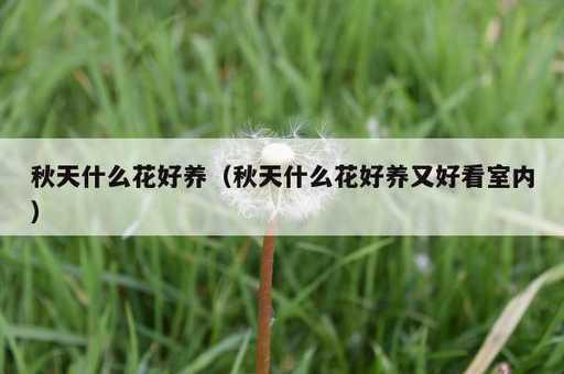 秋天什么花好养？秋天什么花好养又好看室内_https://www.86362.com_资讯_第1张