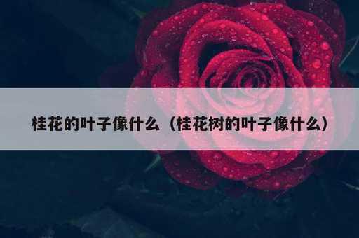 桂花的叶子像什么？桂花树的叶子像什么_https://www.86362.com_资讯_第1张