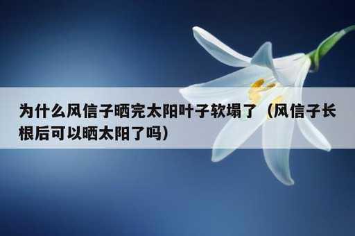 为什么风信子晒完太阳叶子软塌了？风信子长根后可以晒太阳了吗_https://www.86362.com_资讯_第1张