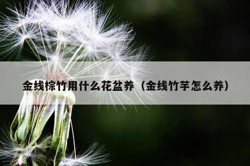 金线棕竹用什么花盆养？金线竹芋怎么养_https://www.86362.com_资讯_第1张