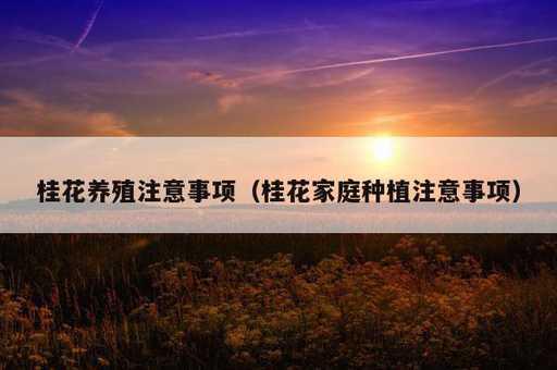 桂花养殖注意事项？桂花家庭种植注意事项_https://www.86362.com_资讯_第1张