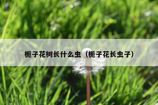 栀子花树长什么虫？栀子花长虫子