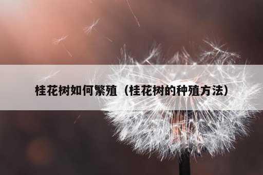 桂花树如何繁殖？桂花树的种殖方法_https://www.86362.com_资讯_第1张