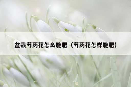 盆栽芍药花怎么施肥？芍药花怎样施肥