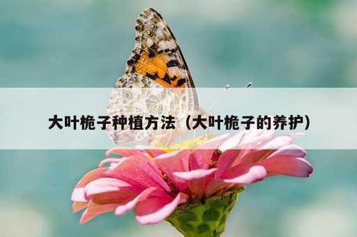 大叶桅子种植方法？大叶桅子的养护_https://www.86362.com_资讯_第1张