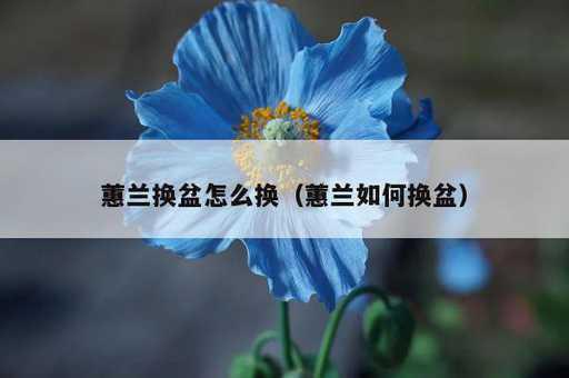 蕙兰换盆怎么换？蕙兰如何换盆