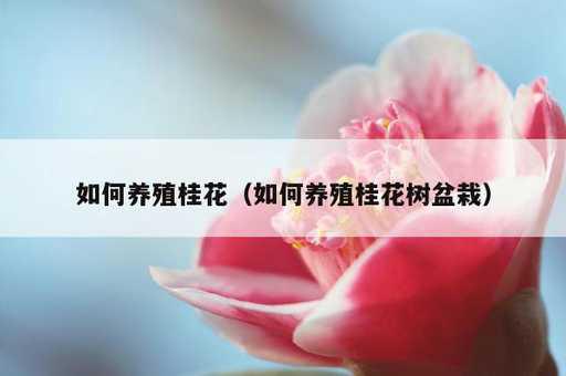 如何养殖桂花？如何养殖桂花树盆栽