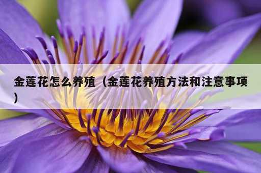 金莲花怎么养殖？金莲花养殖方法和注意事项_https://www.86362.com_资讯_第1张