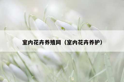 室内花卉养殖网？室内花卉养护