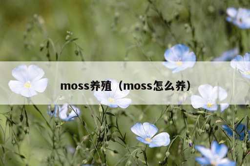 moss养殖？moss怎么养_https://www.86362.com_资讯_第1张