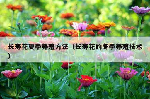 长寿花夏季养殖方法？长寿花的冬季养殖技术_https://www.86362.com_资讯_第1张