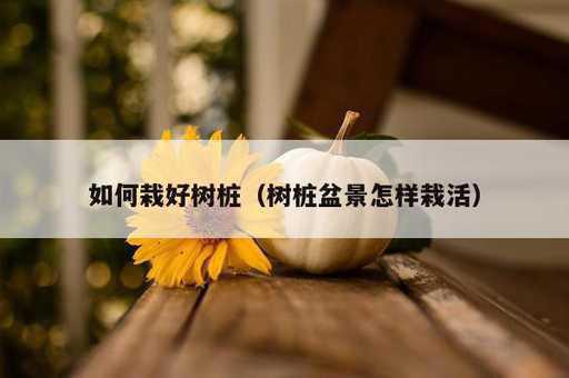 如何栽好树桩？树桩盆景怎样栽活_https://www.86362.com_资讯_第1张