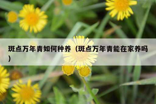 斑点万年青如何种养？斑点万年青能在家养吗_https://www.86362.com_资讯_第1张