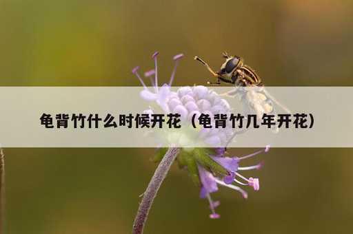 龟背竹什么时候开花？龟背竹几年开花_https://www.86362.com_资讯_第1张