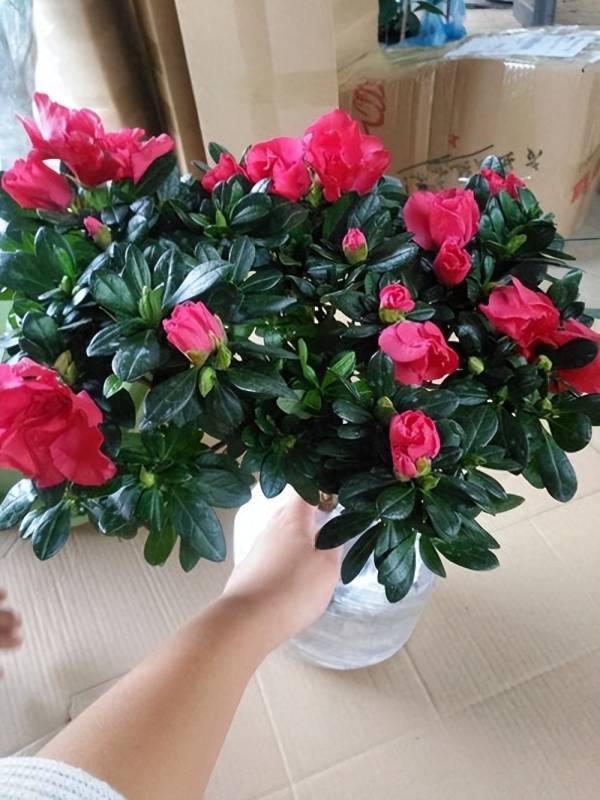 怎样栽培杜鹃花_https://www.86362.com_花卉_第6张