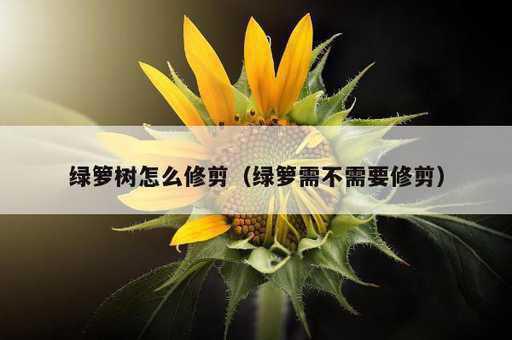 绿箩树怎么修剪？绿箩需不需要修剪_https://www.86362.com_资讯_第1张