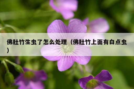 佛肚竹生虫了怎么处理？佛肚竹上面有白点虫_https://www.86362.com_资讯_第1张