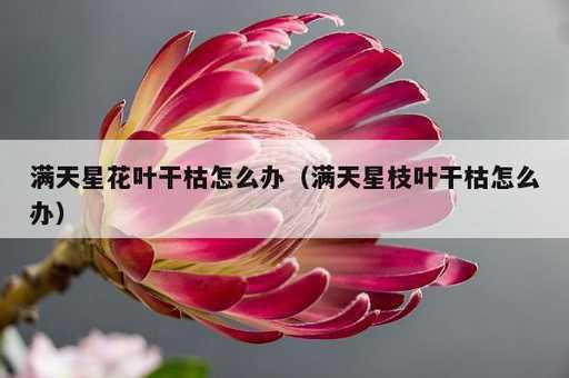 满天星花叶干枯怎么办？满天星枝叶干枯怎么办_https://www.86362.com_资讯_第1张