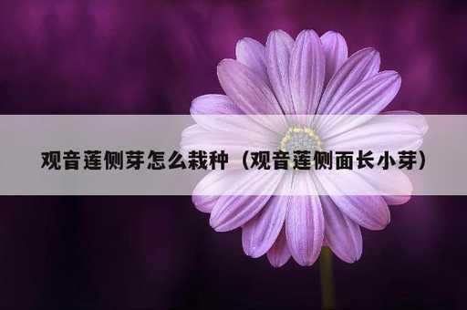 观音莲侧芽怎么栽种？观音莲侧面长小芽_https://www.86362.com_资讯_第1张