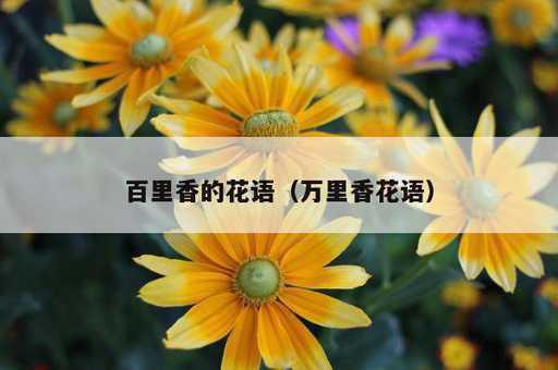 百里香的花语？万里香花语_https://www.86362.com_资讯_第1张