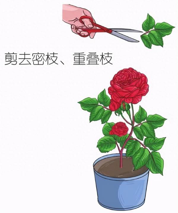 玫瑰花生长周期多长_https://www.86362.com_花卉_第6张