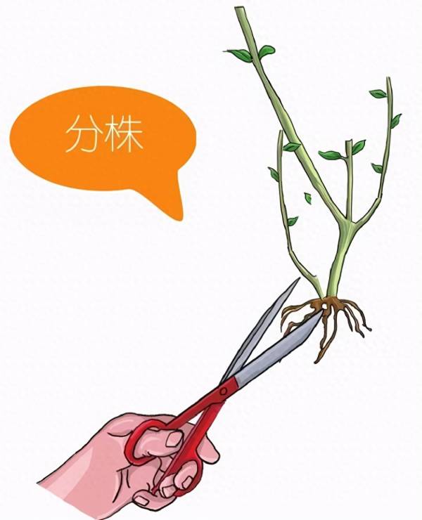 玫瑰花生长周期多长_https://www.86362.com_花卉_第7张